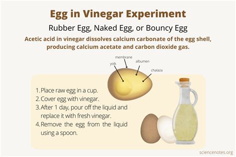 egg in vinegar experiment results